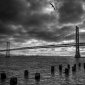 bird bridge